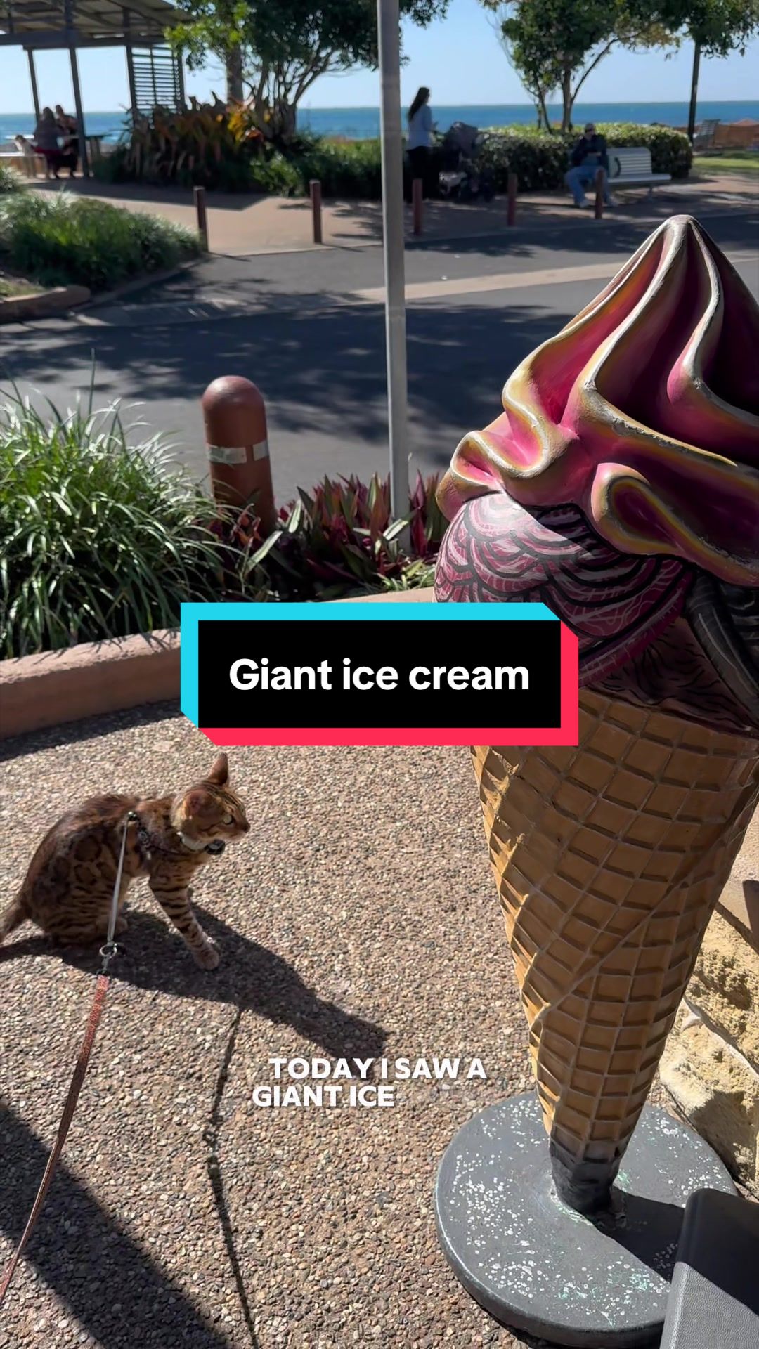 @Skeeter The Bengal