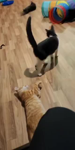 @Kitty Sanctuary