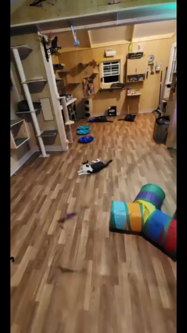 @Kitty Sanctuary