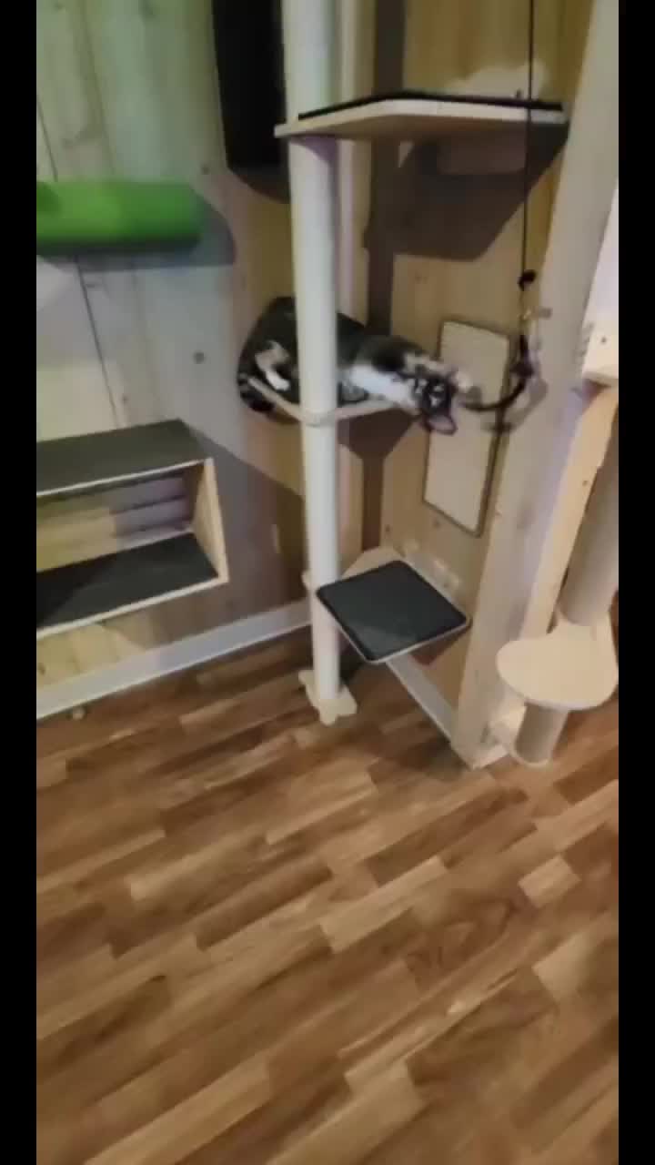 @Kitty Sanctuary