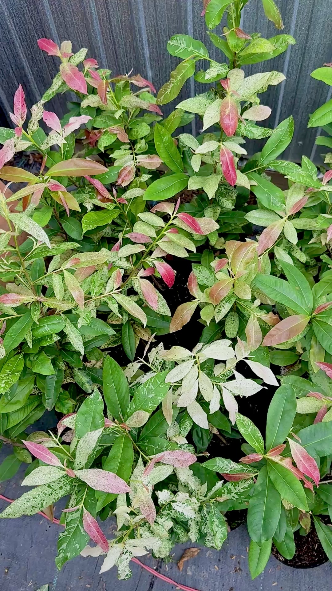 @Hồng Tr&uacute;c Mai V&agrave;ng