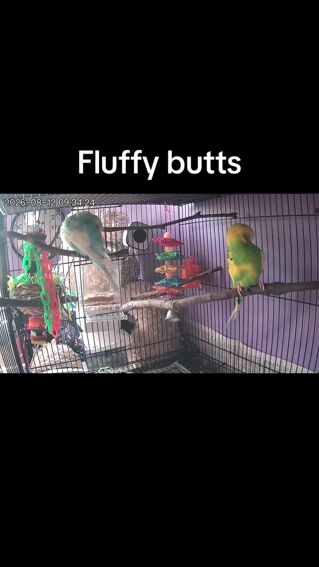 @Kiwi and Gizmo