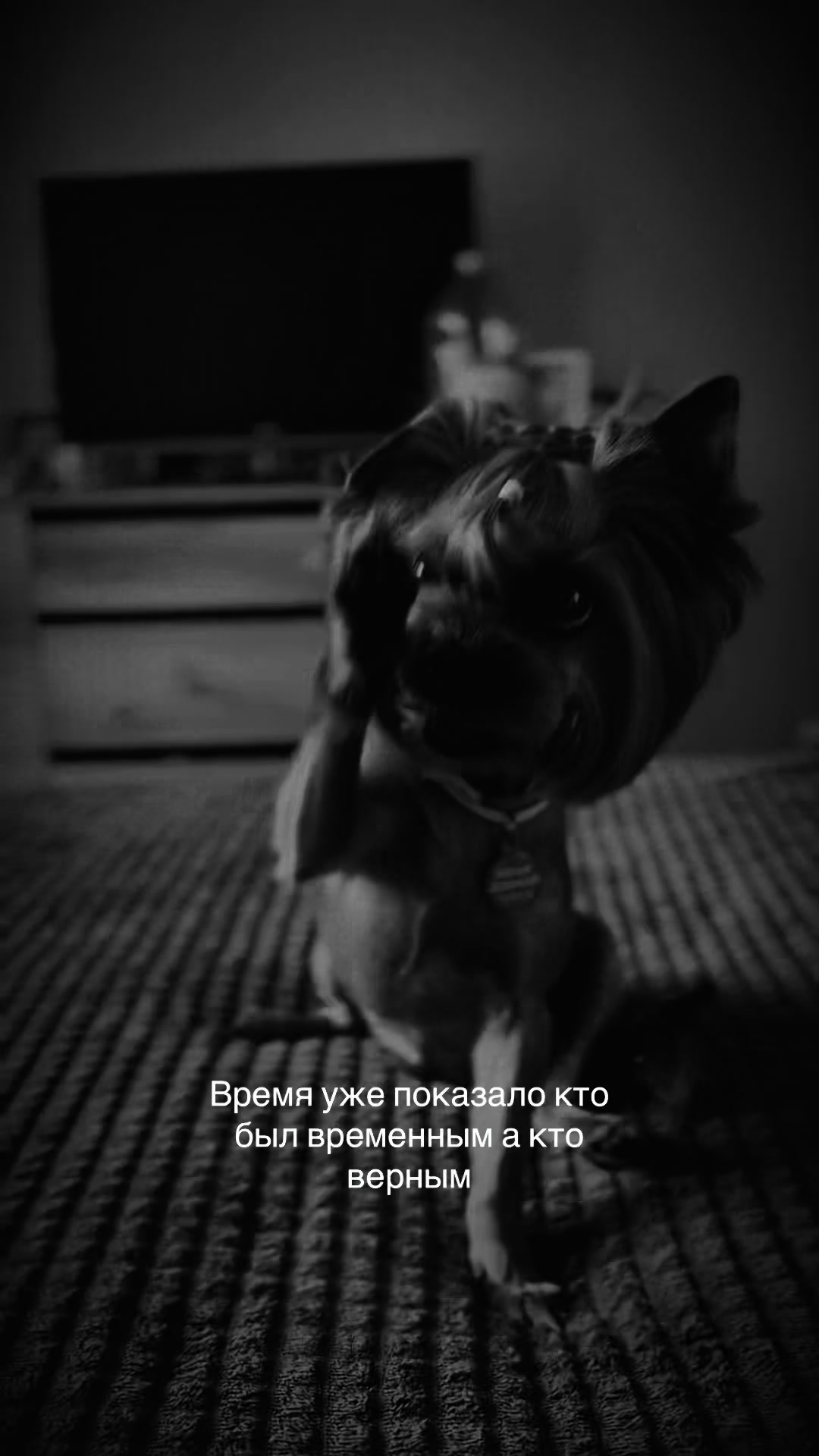 @Собака Евик🐾