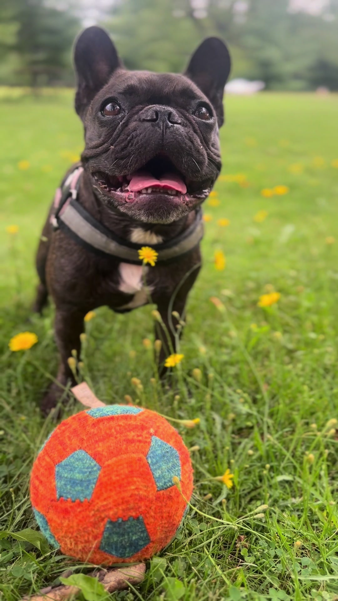@Lucy the Frenchie