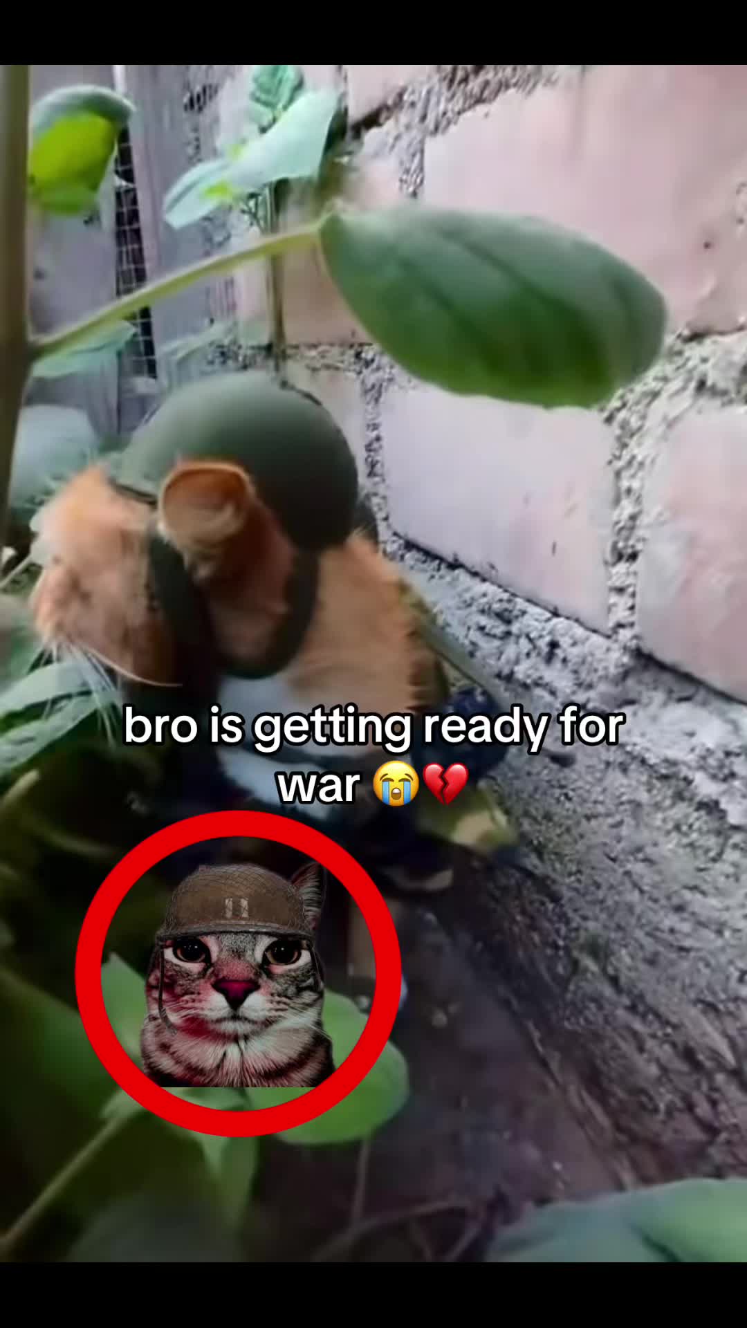 @bababooy1.2
