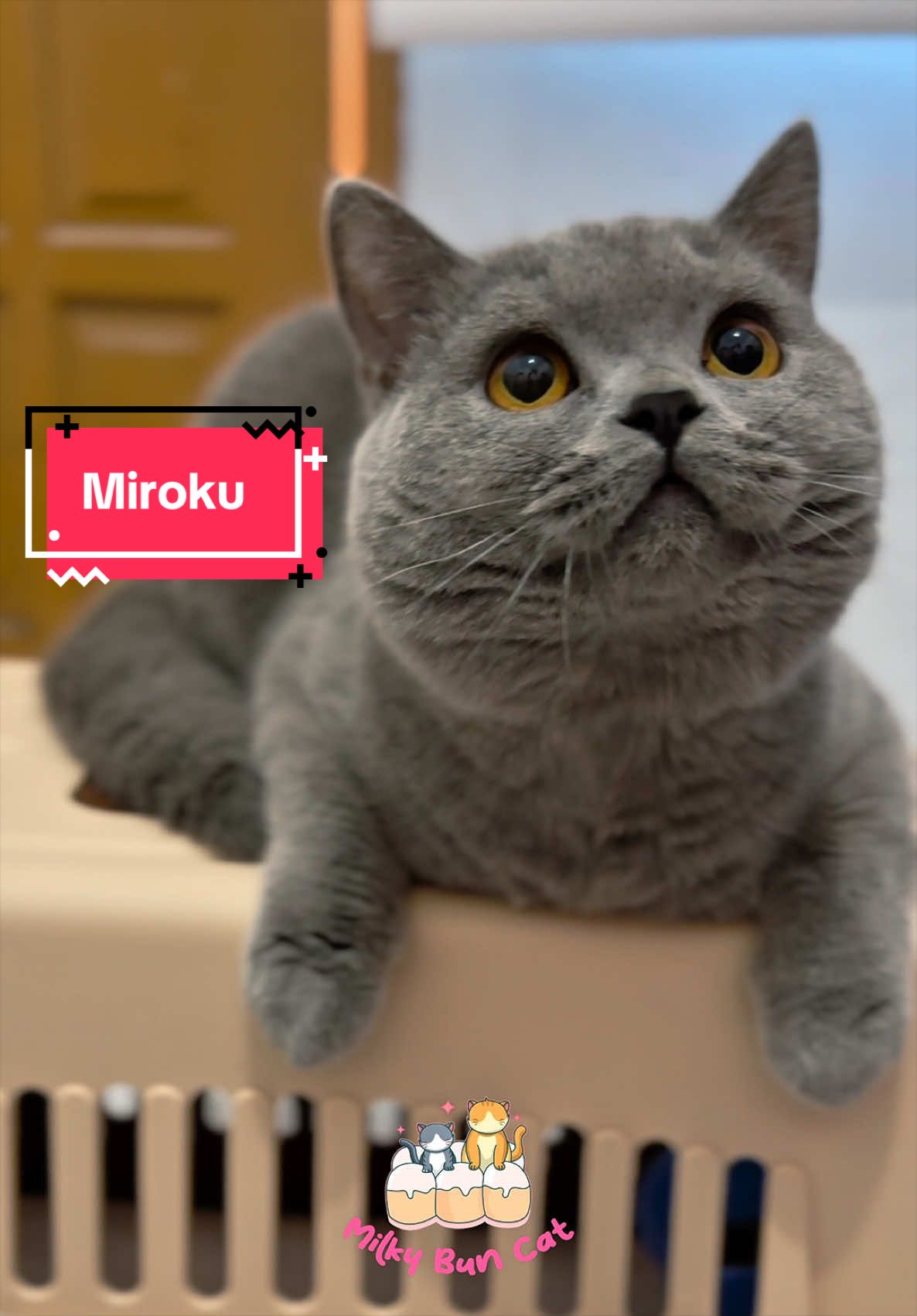 @milky bun cat