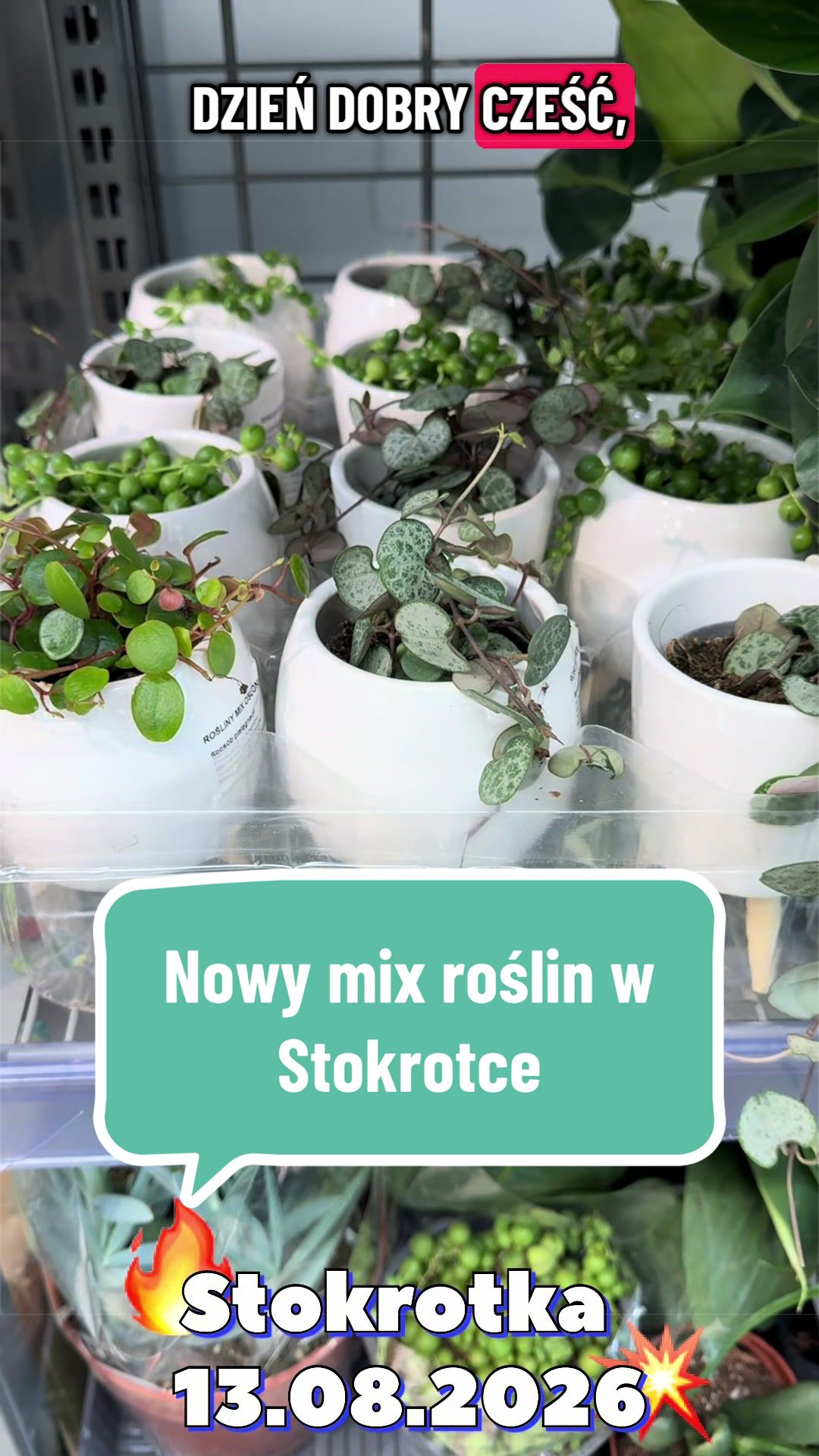 @maciej.plants