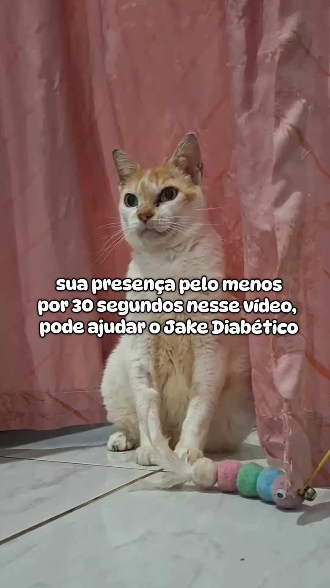 @casa dos gatos