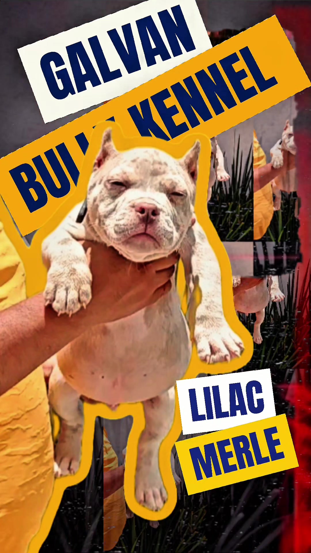 @GALVAN BULLY KENNEL OFFICIAL