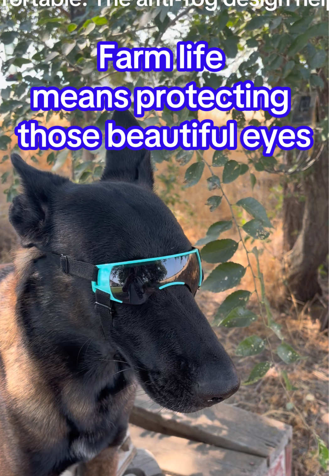 @bolo_belgianmalinois