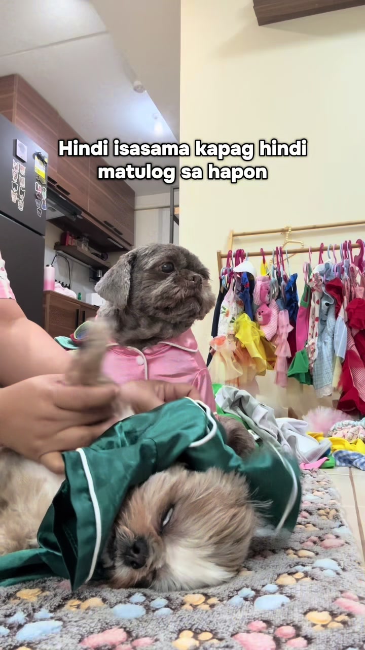 @Nella and Lucky the Shih🐶
