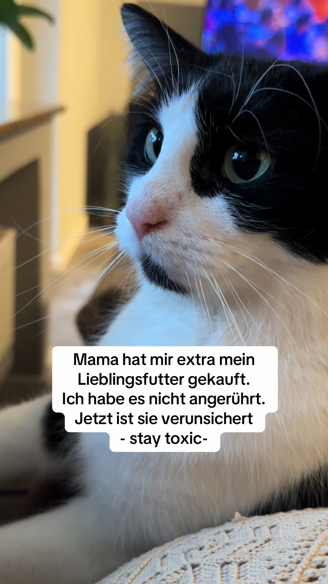 @zwei.katzen.ein.dosen&ouml;ffner