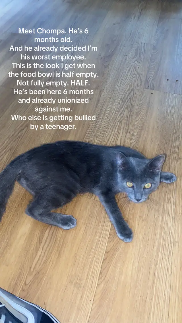 @catmomjailee123
