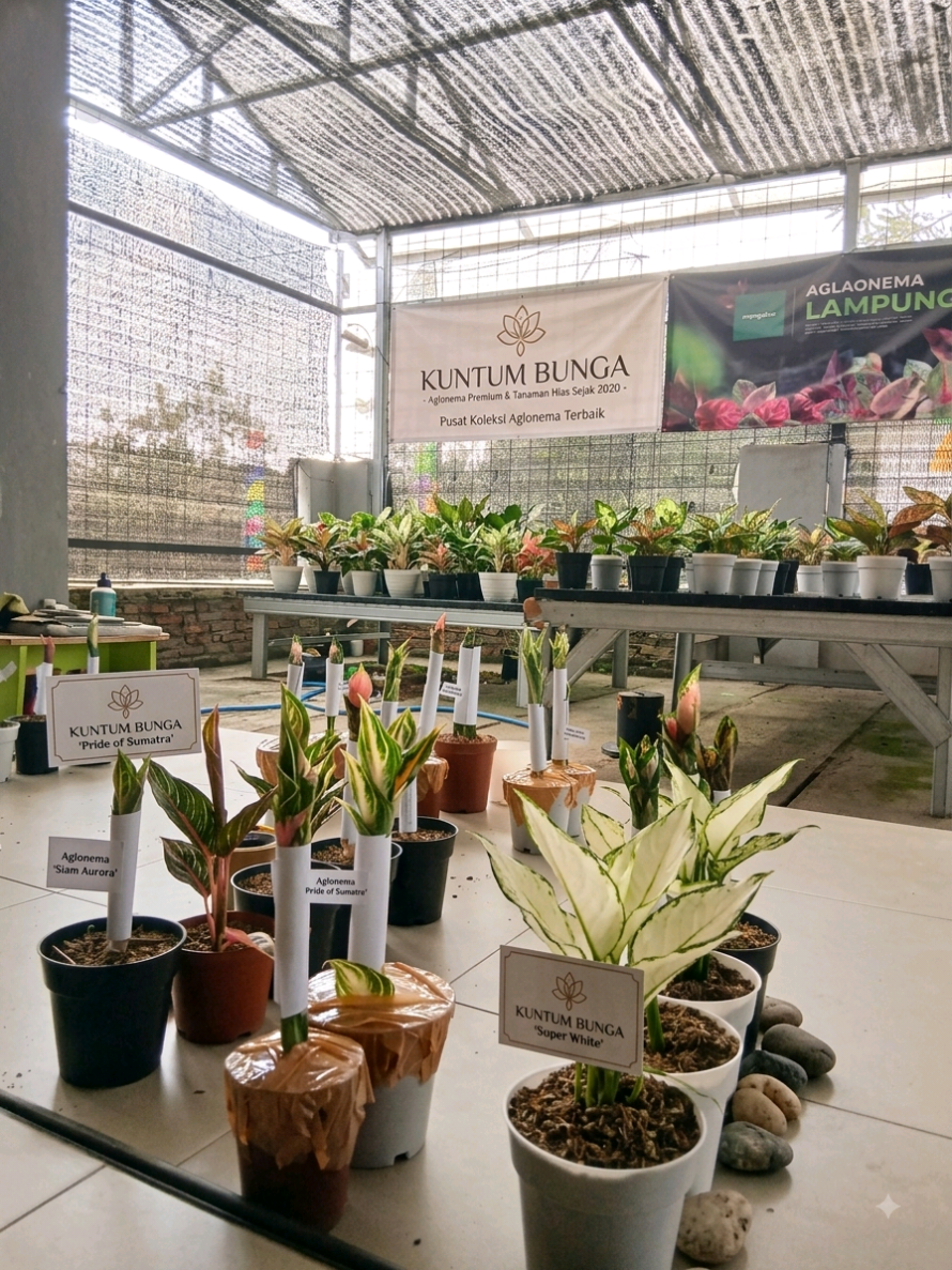 @Kuntum_Bunga