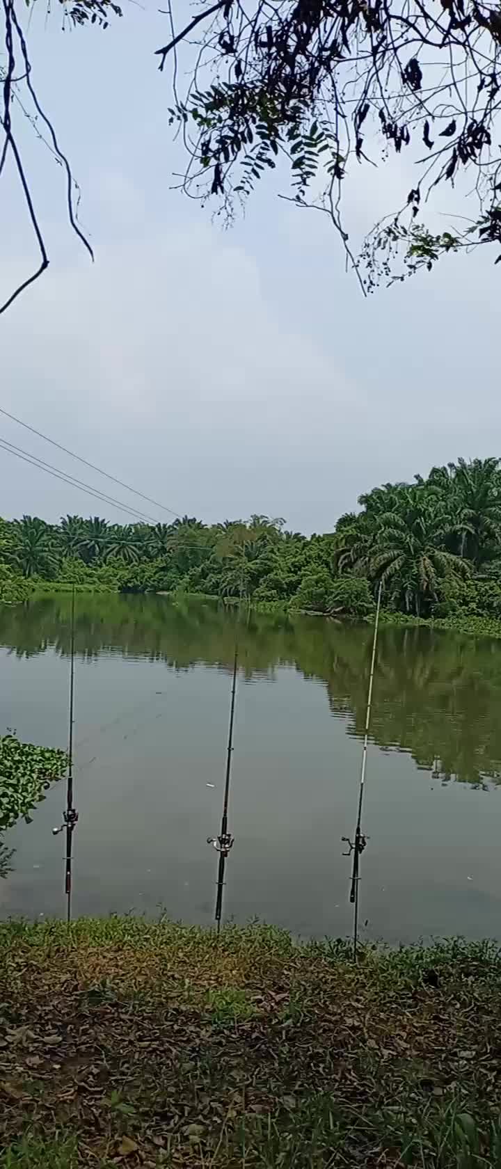 @Toman_Rimba_ll