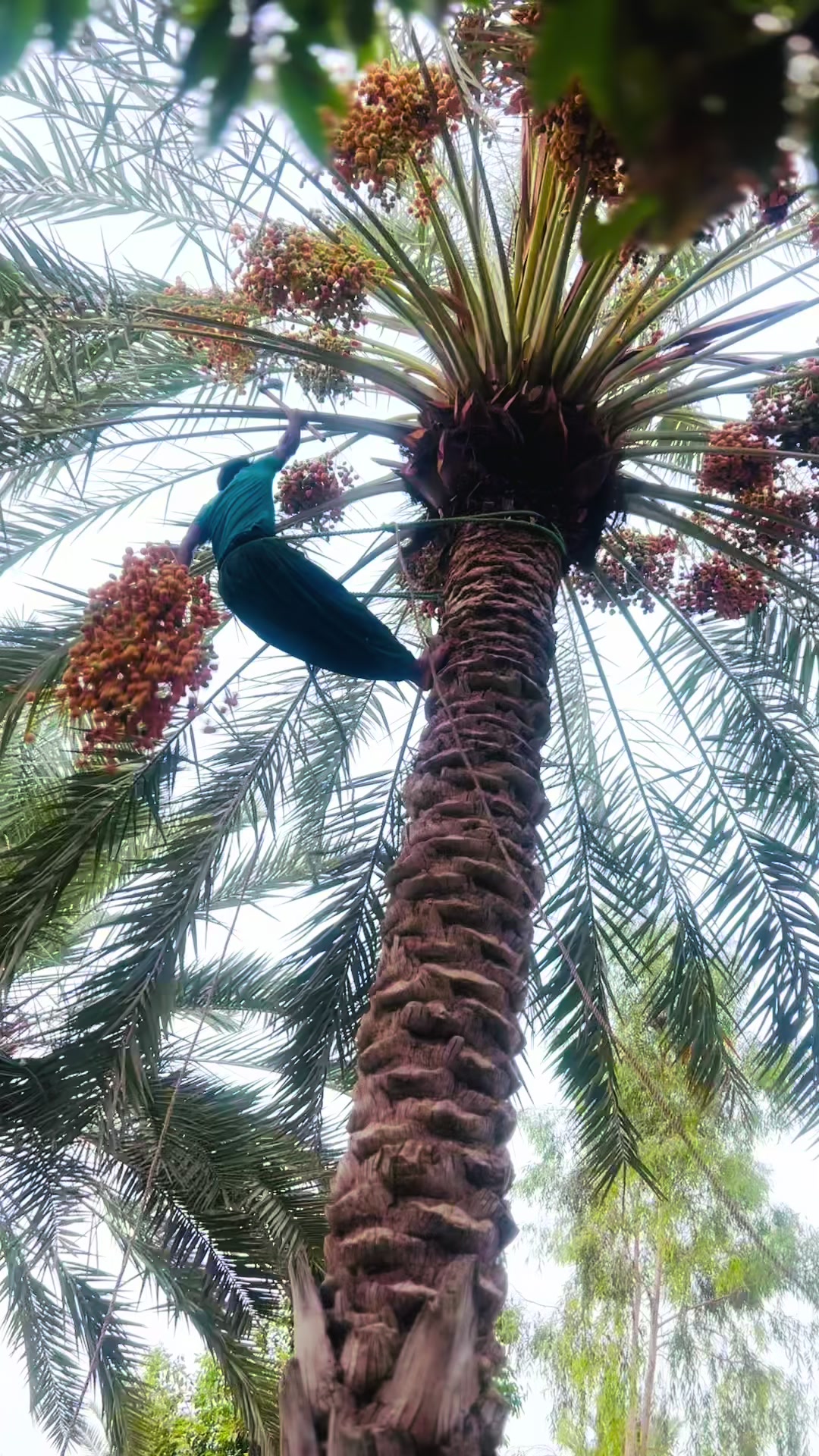 @Muneer Ahmad