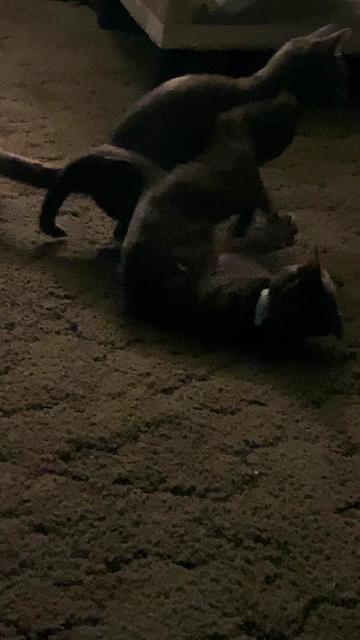 @catmomjailee123