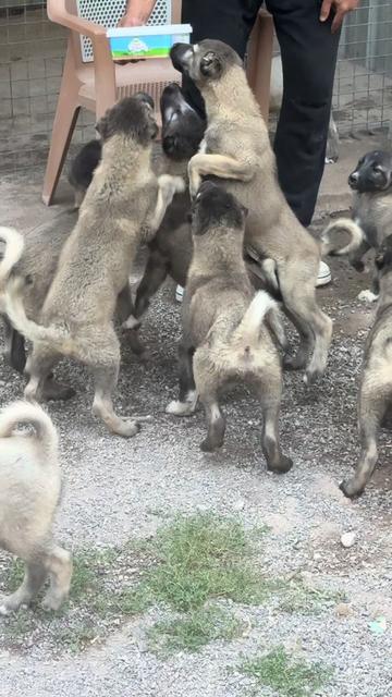 @alperkoramaz panter kangalları