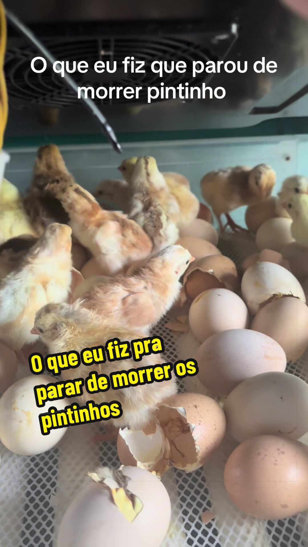 @Silvana Franco /vida na ro&ccedil;a