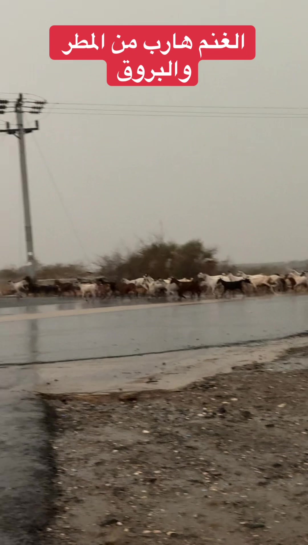 @يحيى عمر  l  ابوعمر