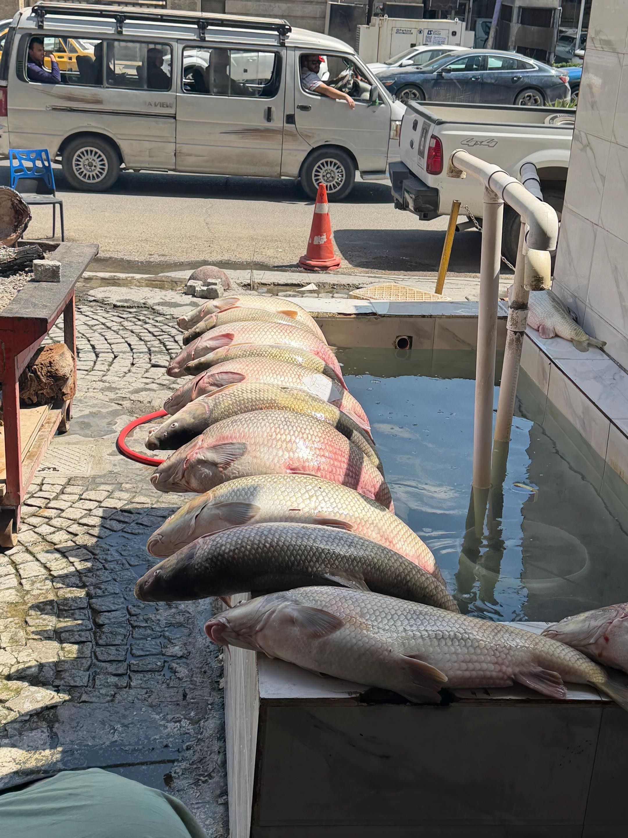 @مطعم سيف السماك 🐟🐬