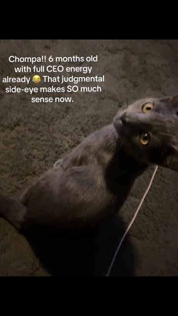 @catmomjailee123