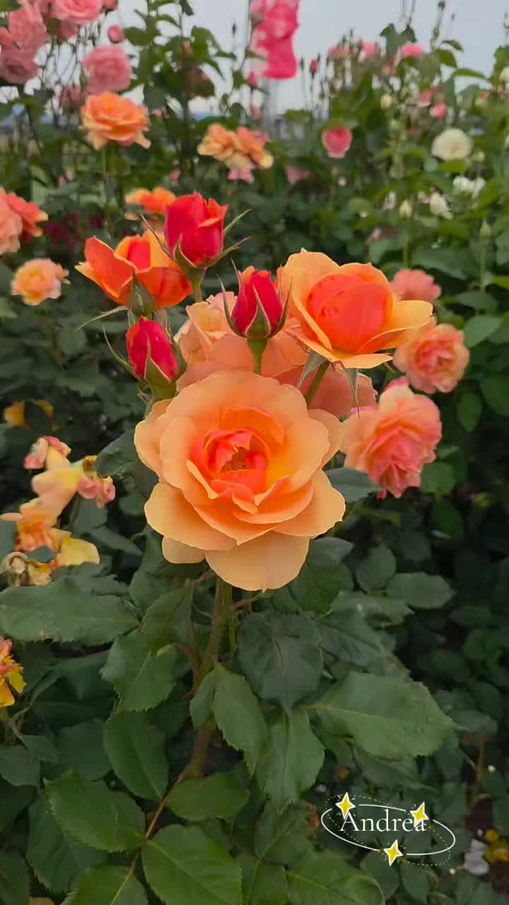 @andreacorsi298
