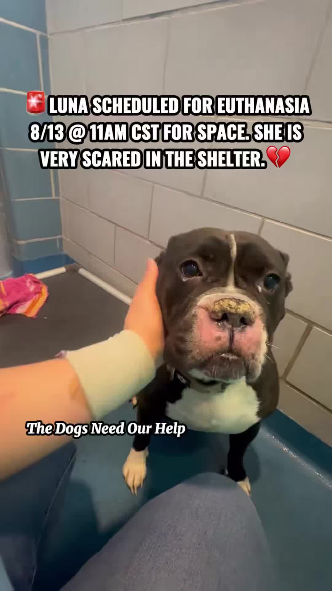 @The Dogs Need Our Help