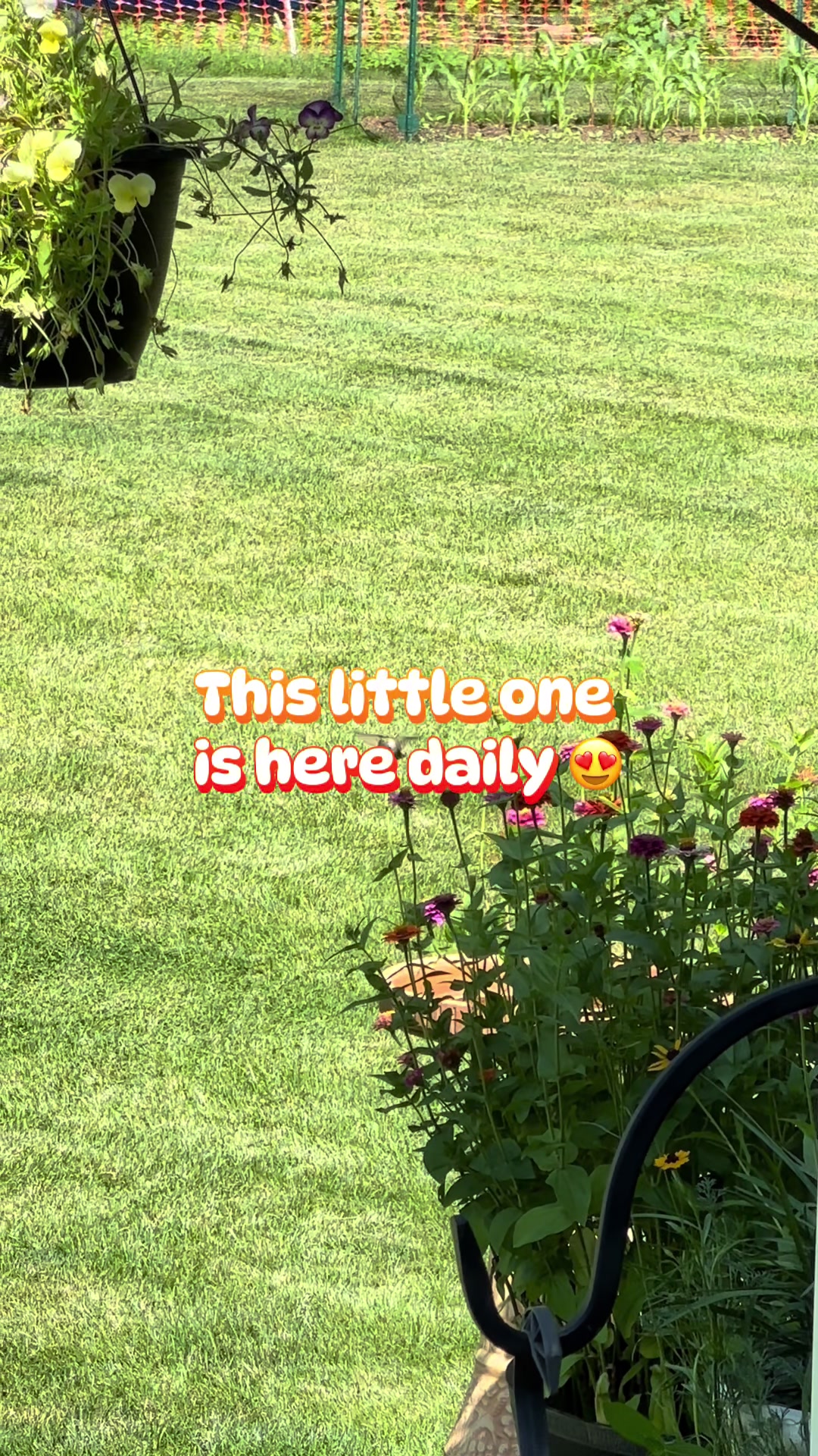 @Kim&rsquo;s Happy Homestead 🌱