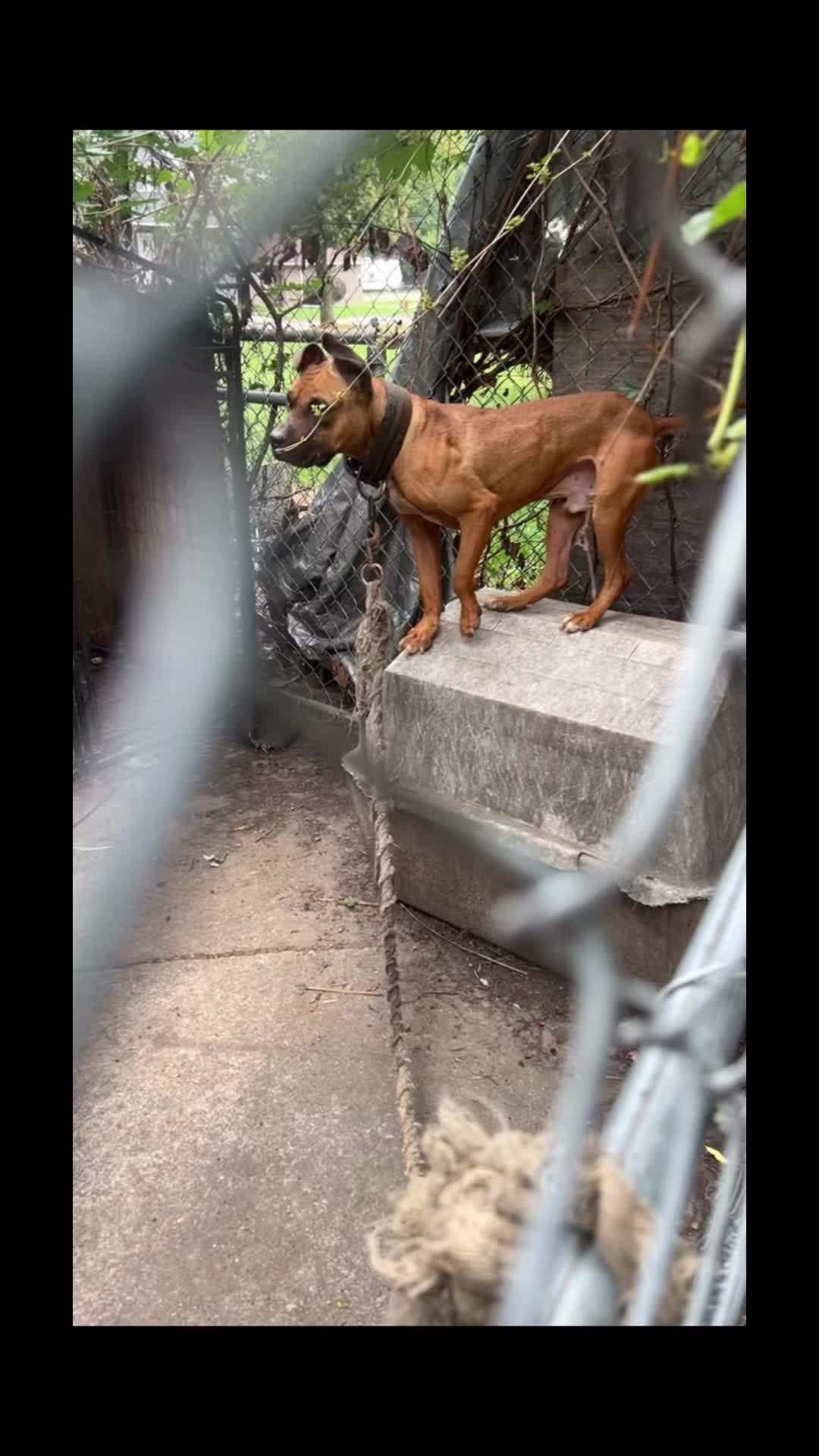 @themreal_hounds