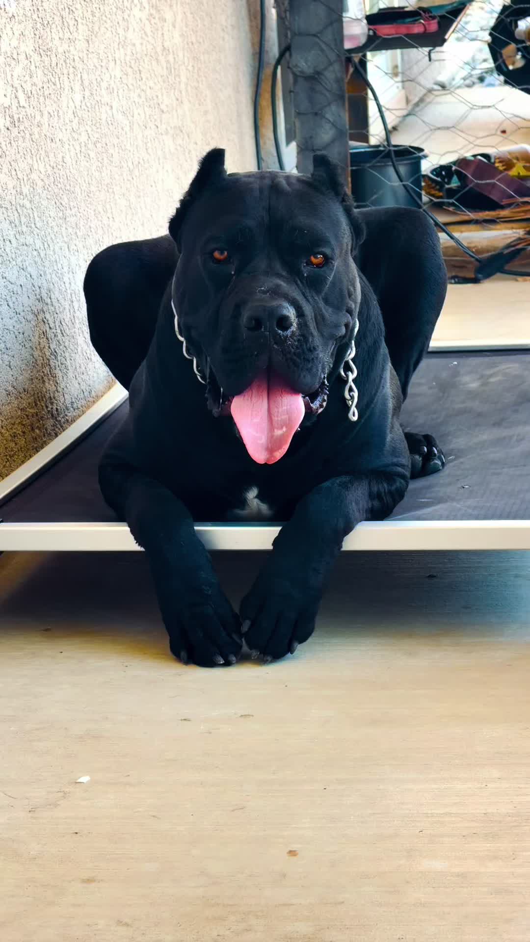 @panther_corso