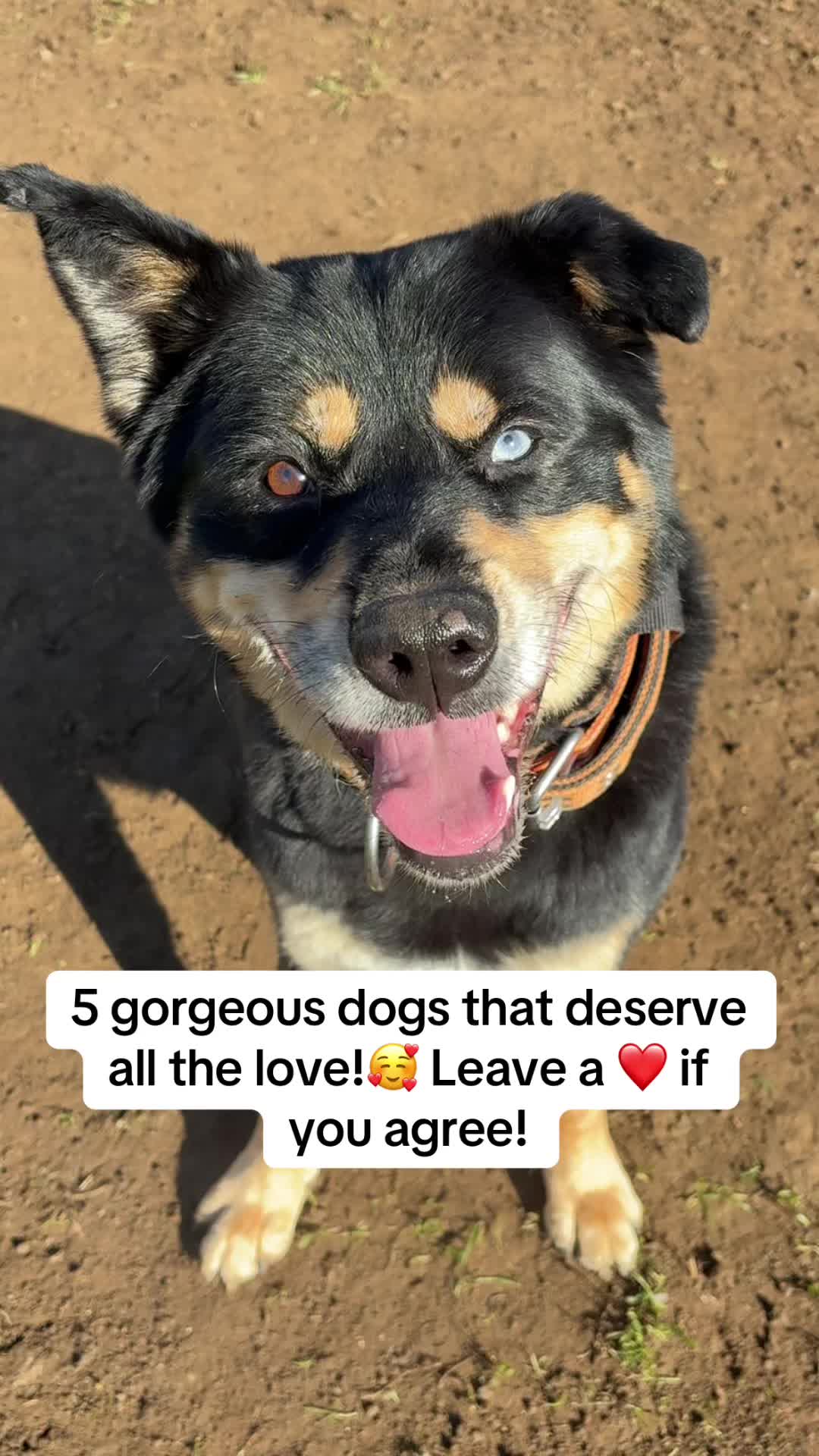 @Pawsome Fivesome