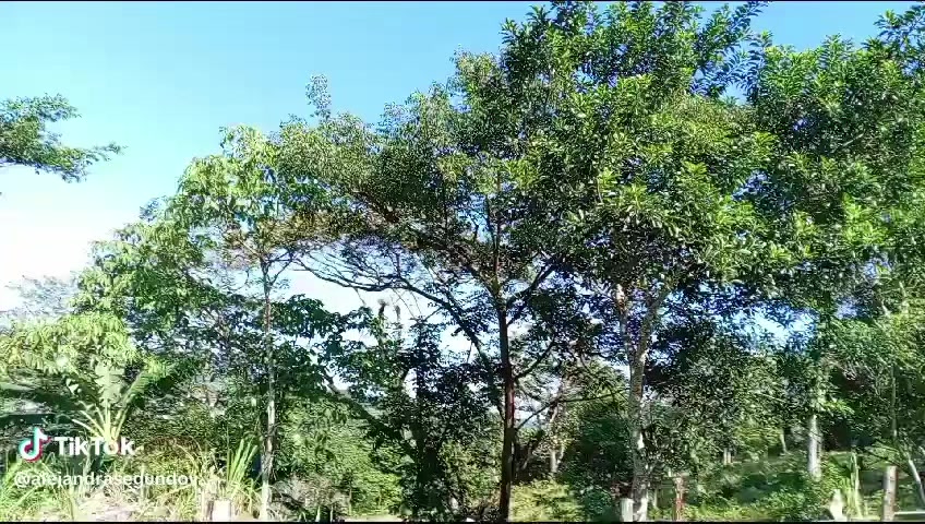 @Alejandra segundo