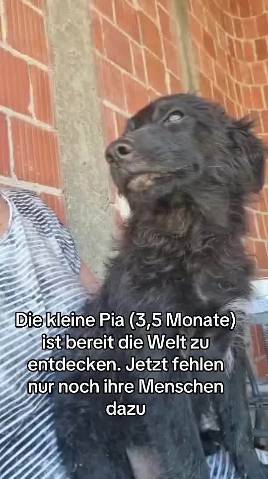 @Ankerhunde e.V.