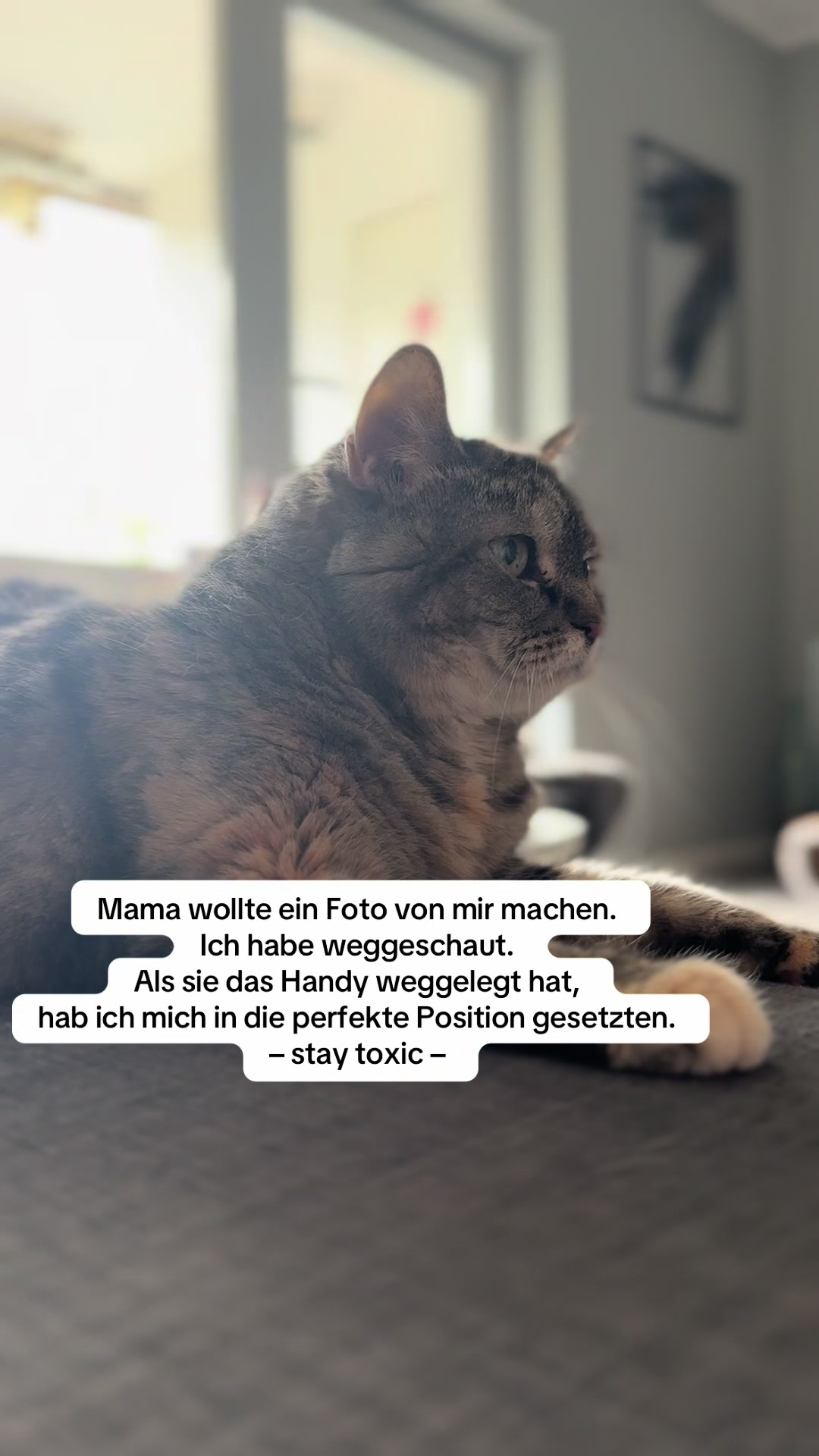 @zwei.katzen.ein.dosen&ouml;ffner