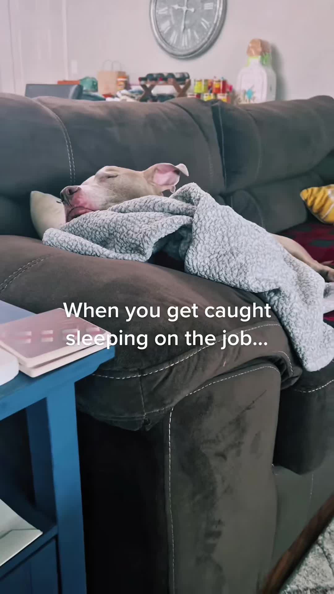 @funnyvideo3782