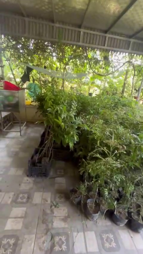@Nh&agrave; Vườn Vũ Mai