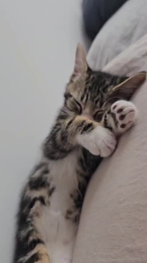 @paws.and.peace