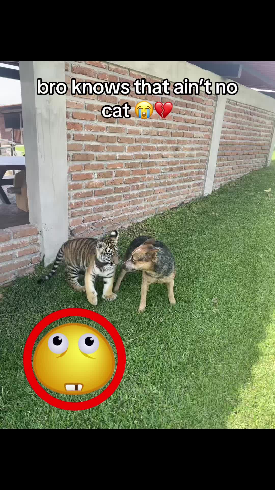 @bababooy1.2