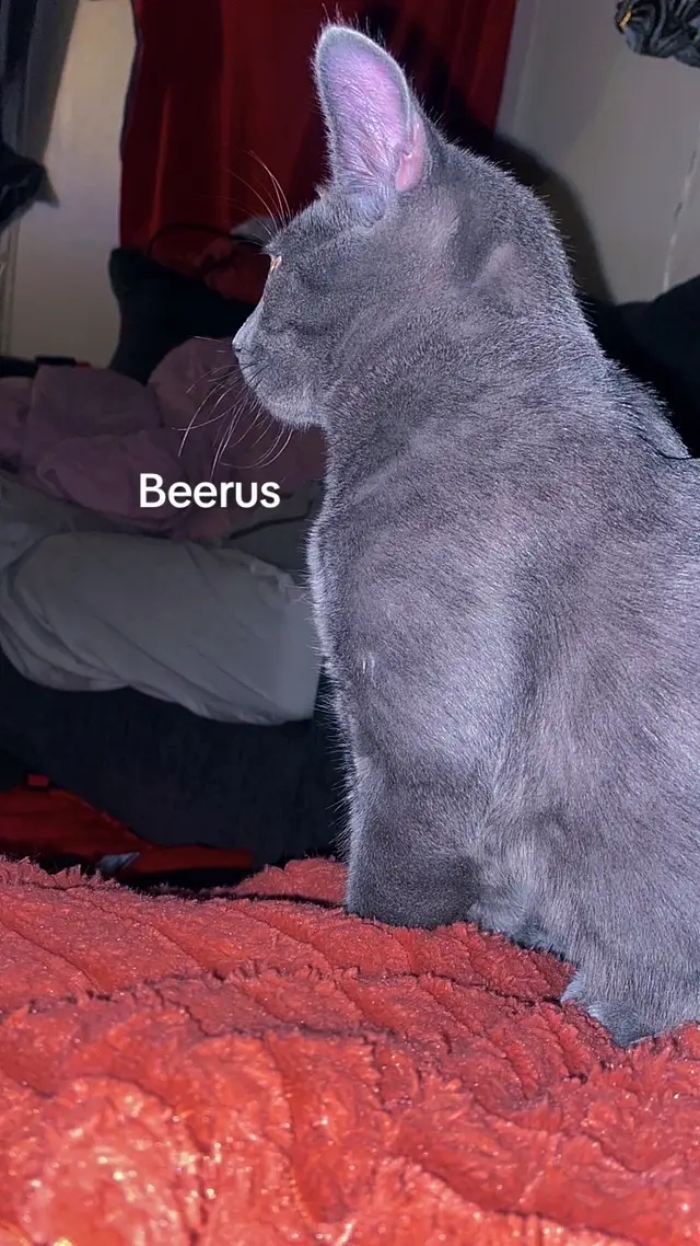 @catmomjailee123