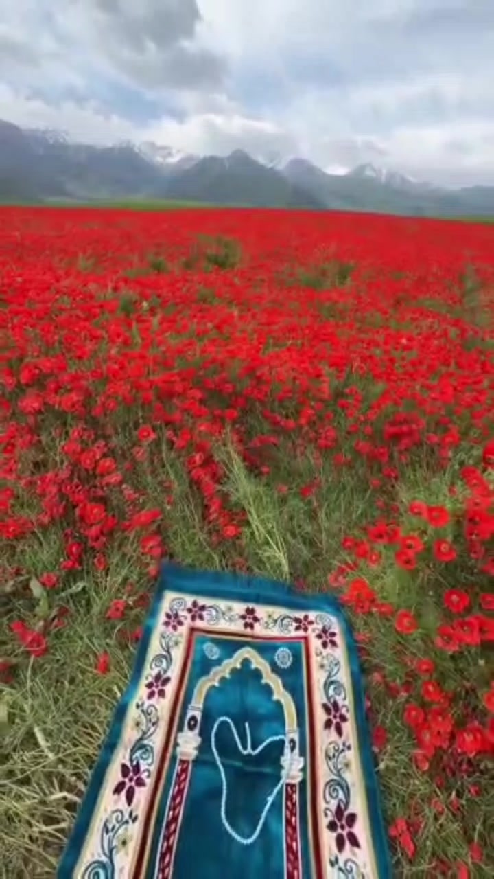 @وردة الجنة🤍