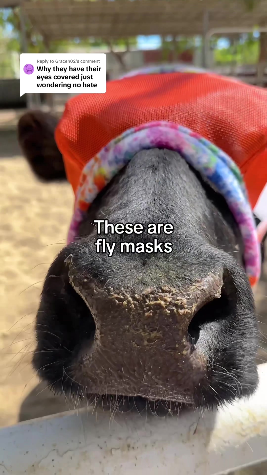 @The Gentle Barn | Sanctuary