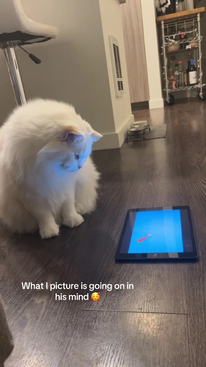@Brody The Ragdoll Cat