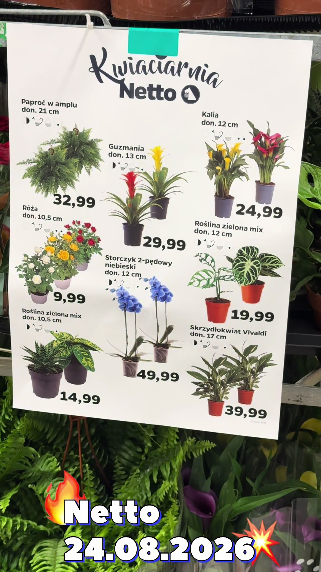 @maciej.plants