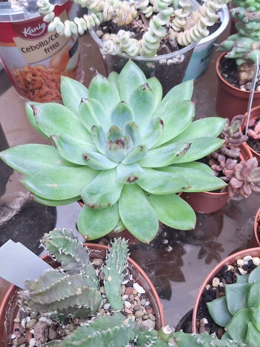 @Succulent_ninja
