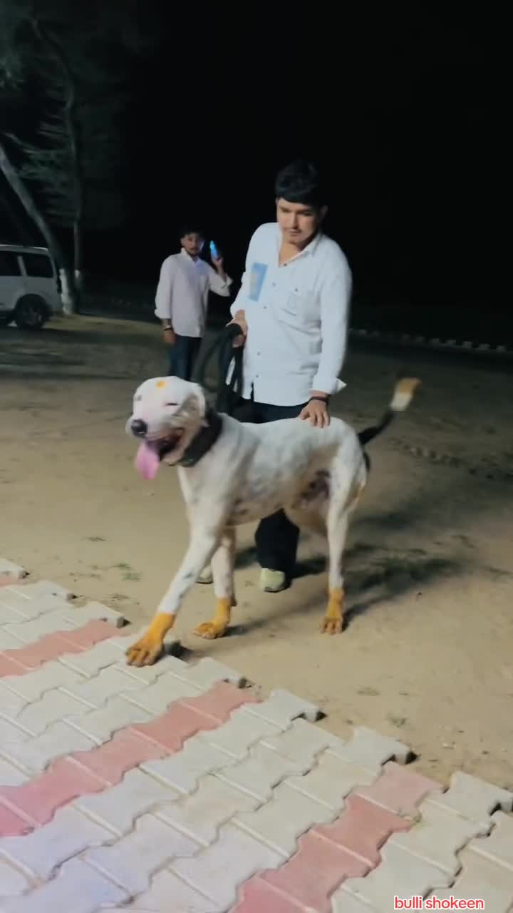 @bullishokeen2