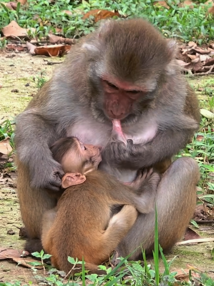 @Law of Nature 🐒