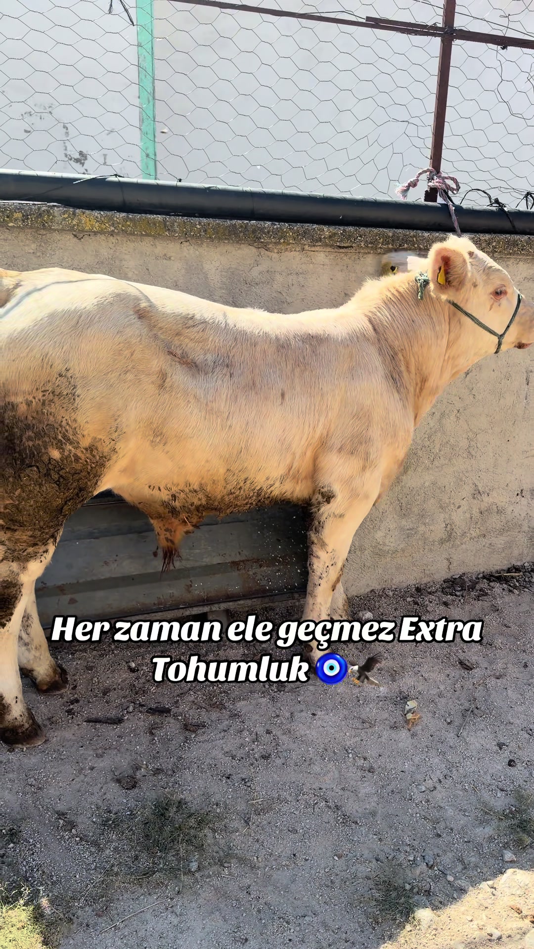 @Es DOĞANLAR HAYVANCILIK 🦅