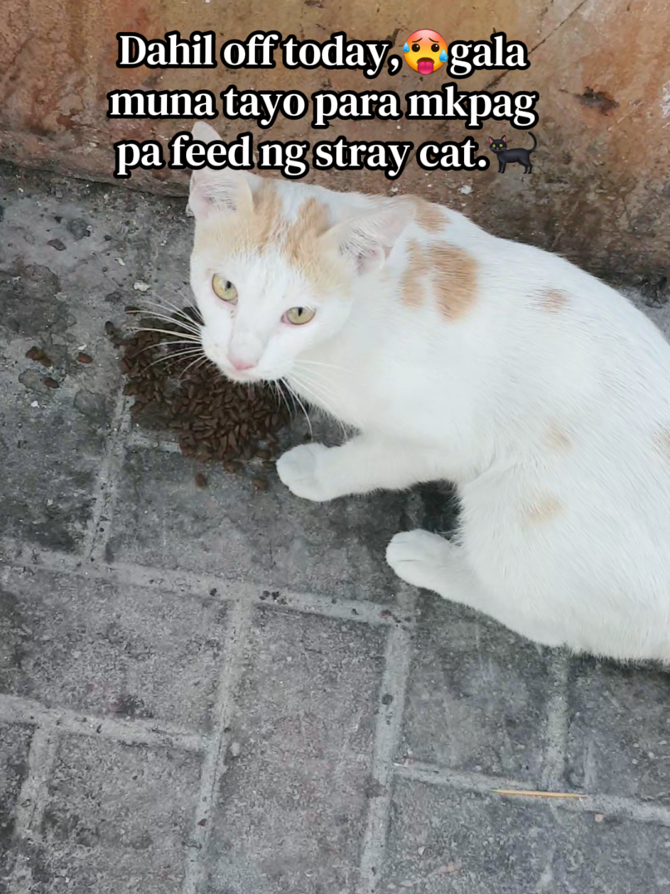 @🐾Feeding Stray Cats Daily🐈&zwj;⬛