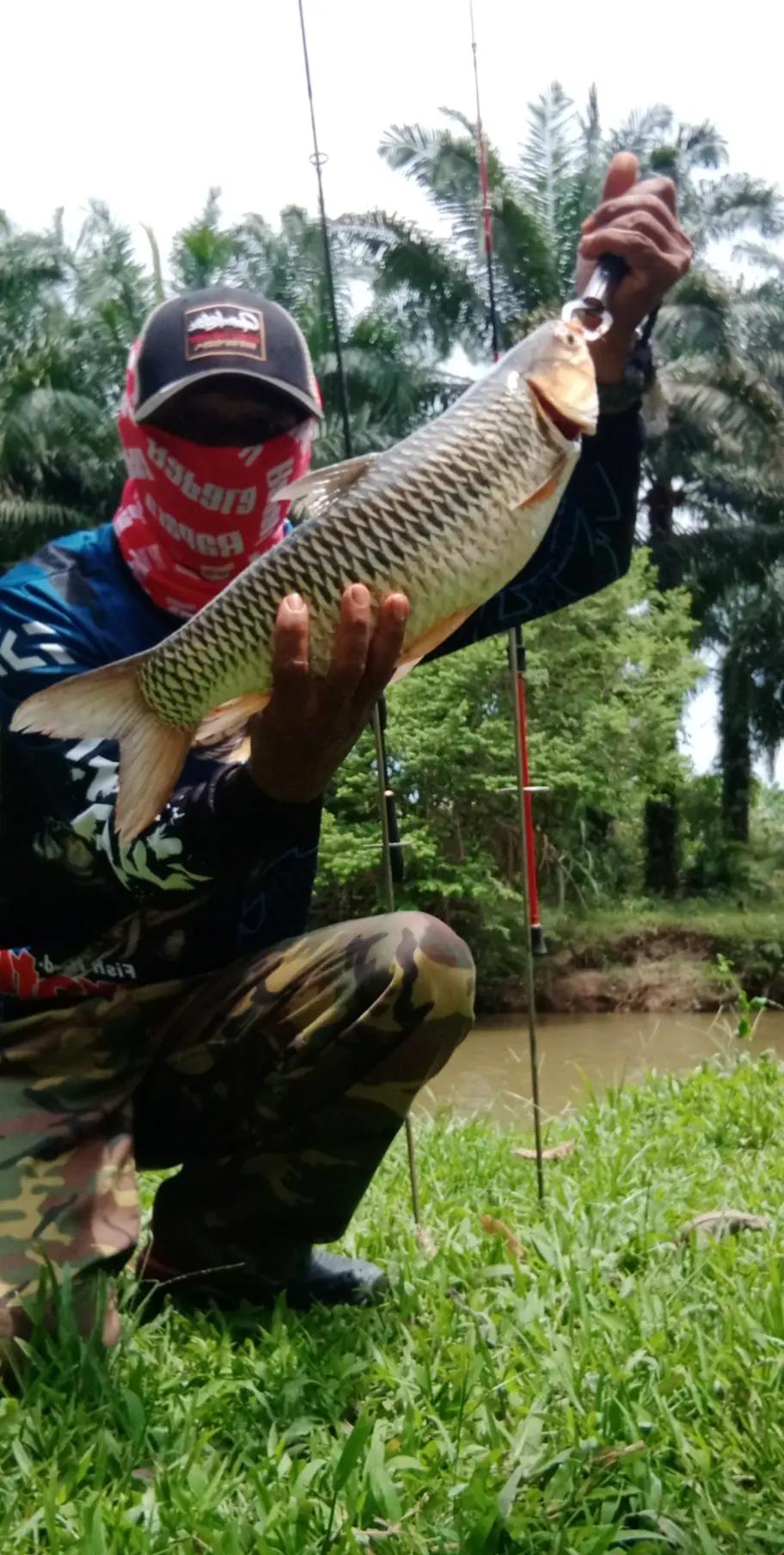@Toman_Rimba_ll